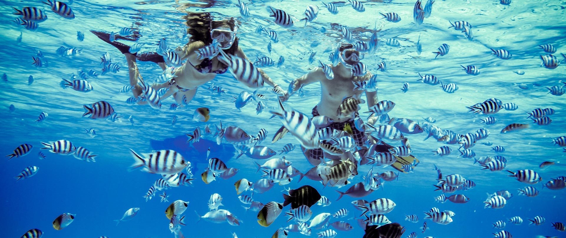 Tahiti Travel Services - Eco safari tour : raies & requins - bob moana adventures sharks rays©moana adventures h