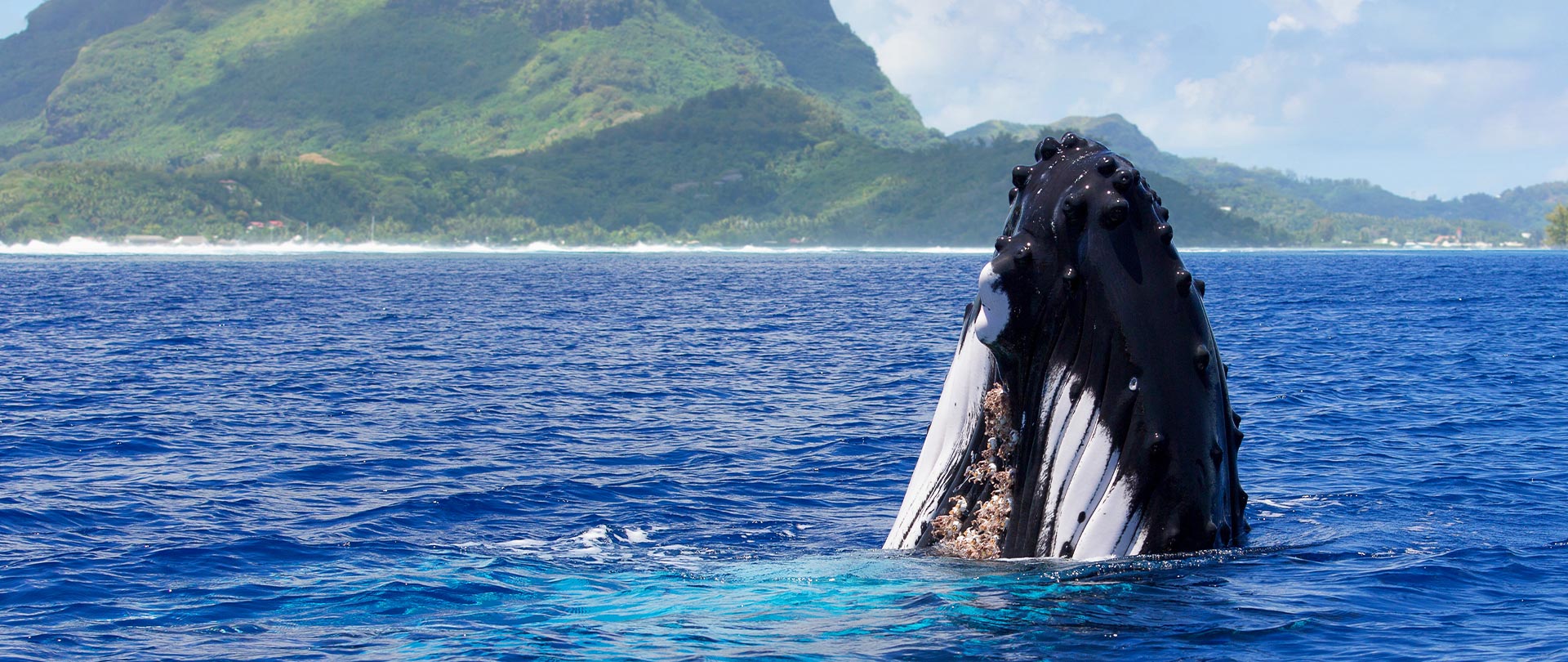Tahiti Travel Services - Rencontre balines à Bora Bora - bob whale watching©reef discovery h
