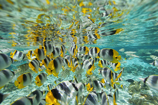 Tahiti Travel Services - tahaa land & Sea discovery day - p2 11 tahaa 01725 s1