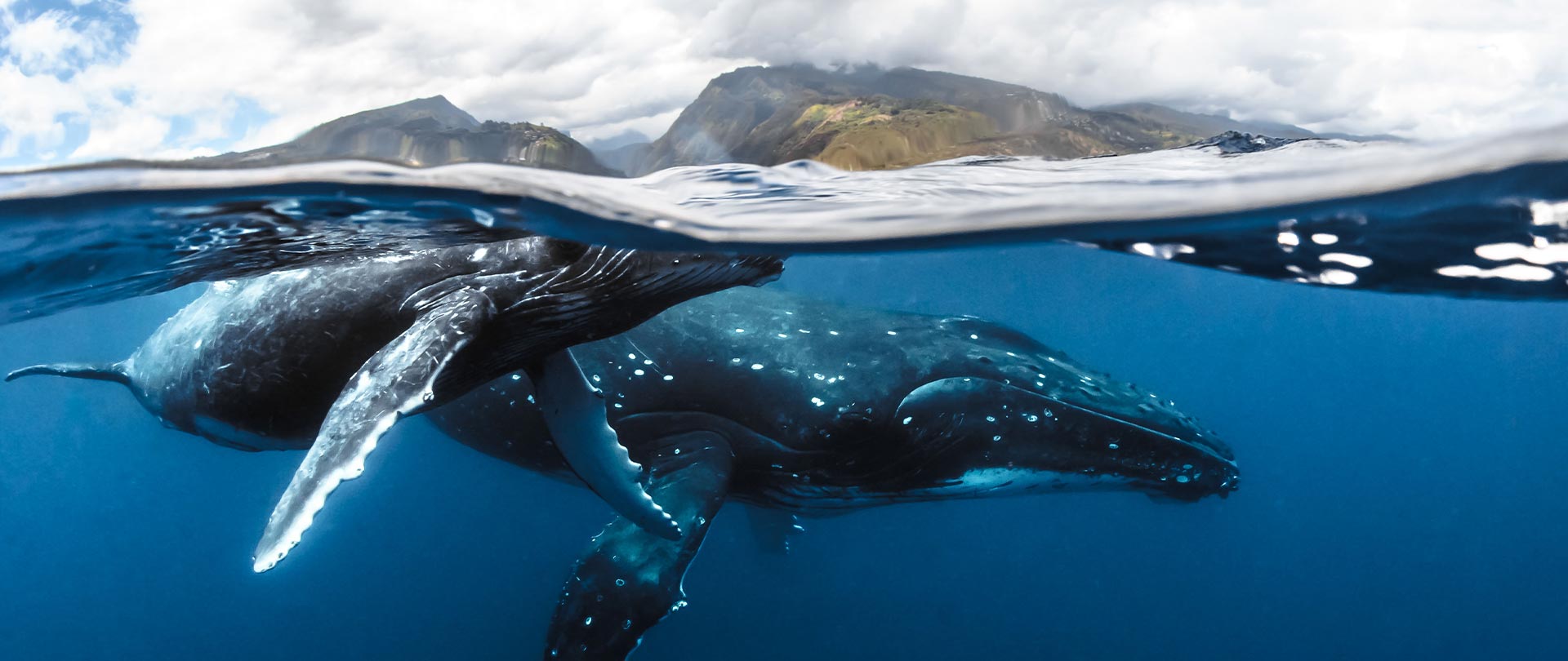 Tahiti Travel Services - Observer les baleines à Moorea - p2 tahiti tohora de tahiti et ses iles 1 © frédérique legrand h