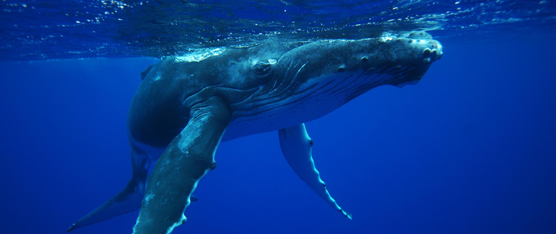 Tahiti Travel Services - Observation des baleines à Tahiti - ppt fluid whales©fluid tahiti 10 h