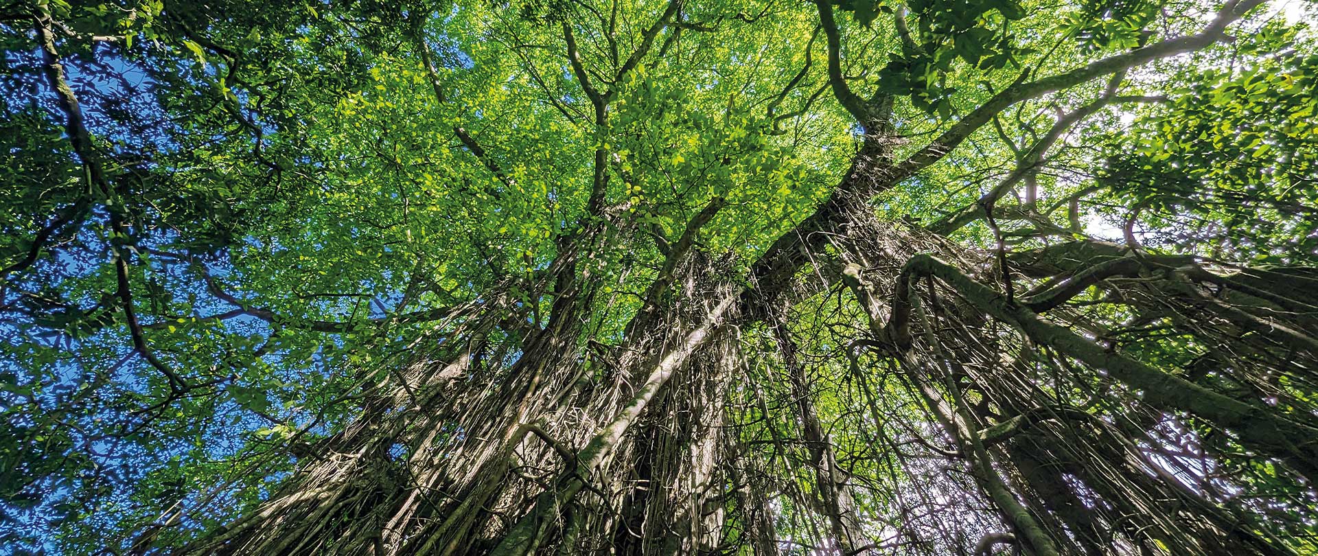 Guided discovery hike in Mo'aroa