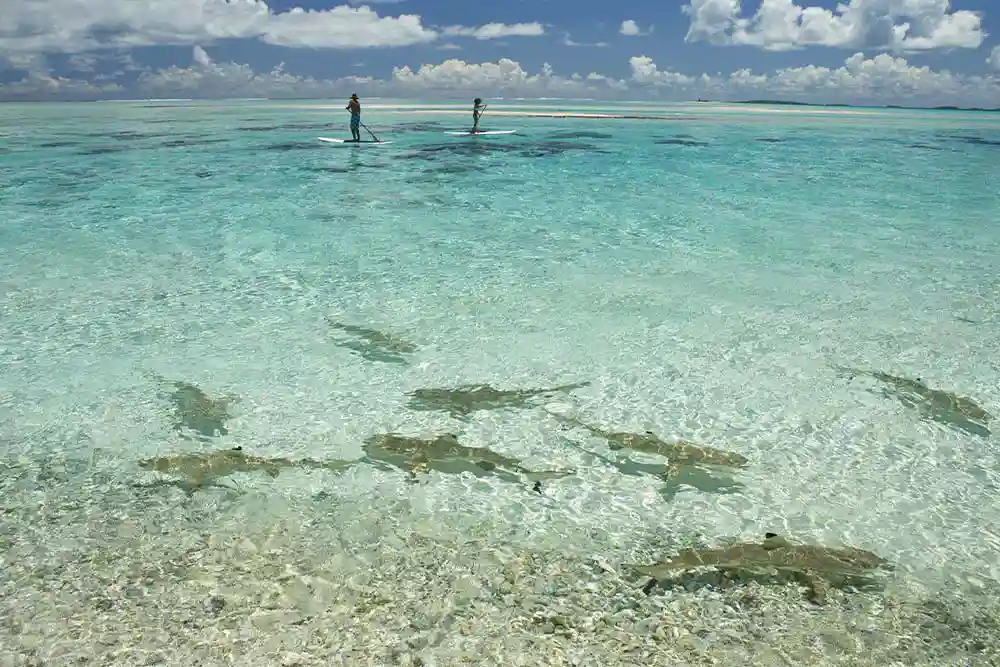Découverte du lagon avec une agence réceptive en Polynésie