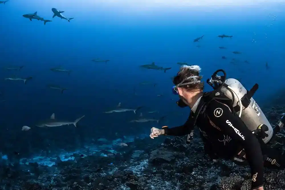 Expérience locale DMC en Polynésie avec des requins de récif