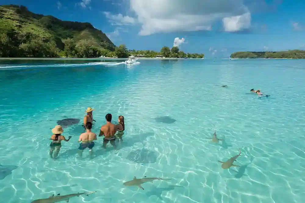 Excursion DMC authentique en Polynésie française avec raies et requins